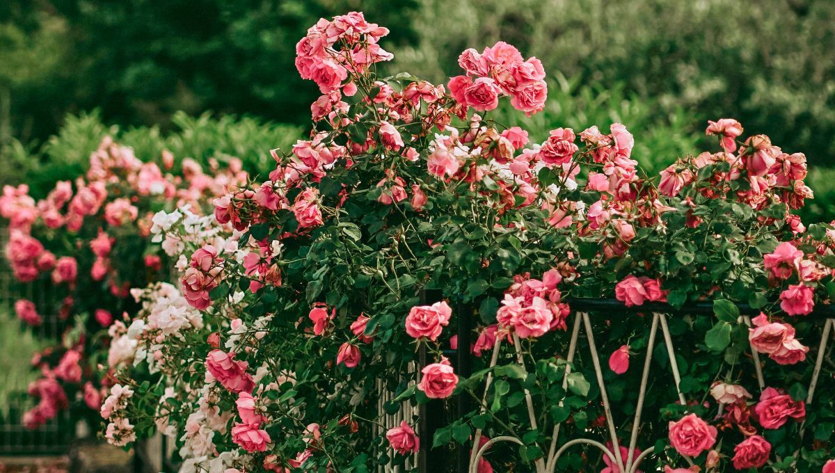 Existen miles de rosas, desde las clásicas rosas rojas, los rosales trepadores y hasta las rosas híbridas. Cada una tiene un significado. Existen miles de rosas, desde las clásicas rosas rojas, los rosales trepadores y hasta las rosas híbridas. Cada una tiene un significado.