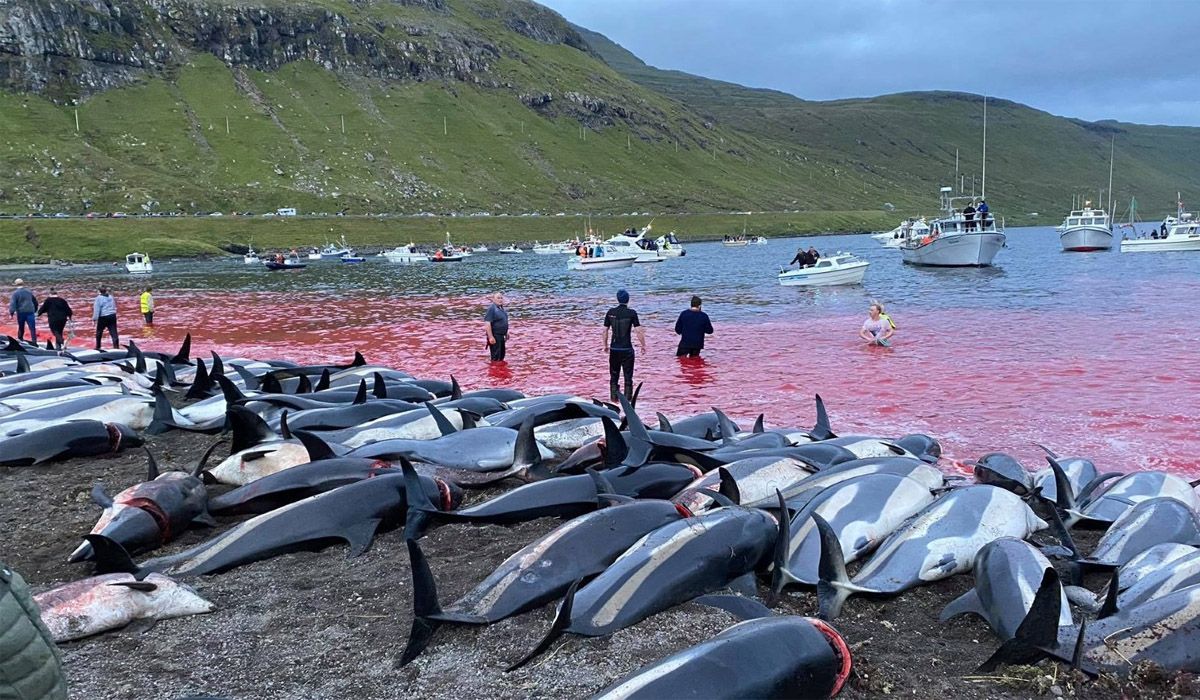 Masacre de delfines en Islas Foroe, solo por