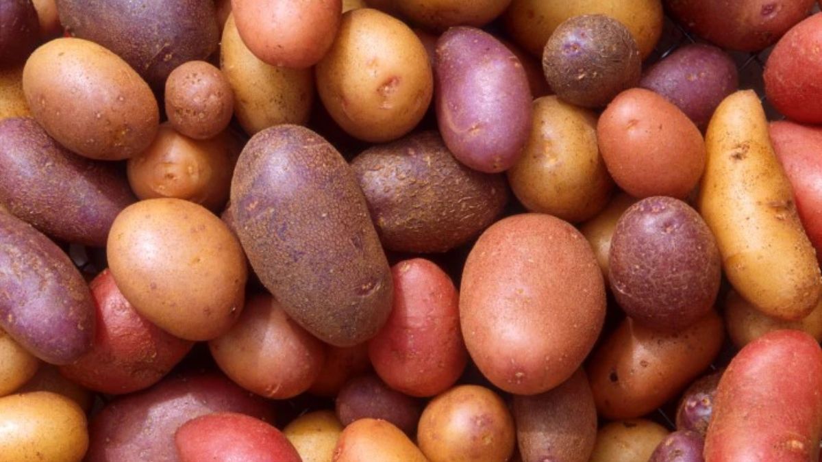 Los incas y sus antecesores cultivaron alrededor de 200 variedades de papas. (Foto: Scott Bauer) Los incas y sus antecesores cultivaron alrededor de 200 variedades de papas. (Foto: Scott Bauer)