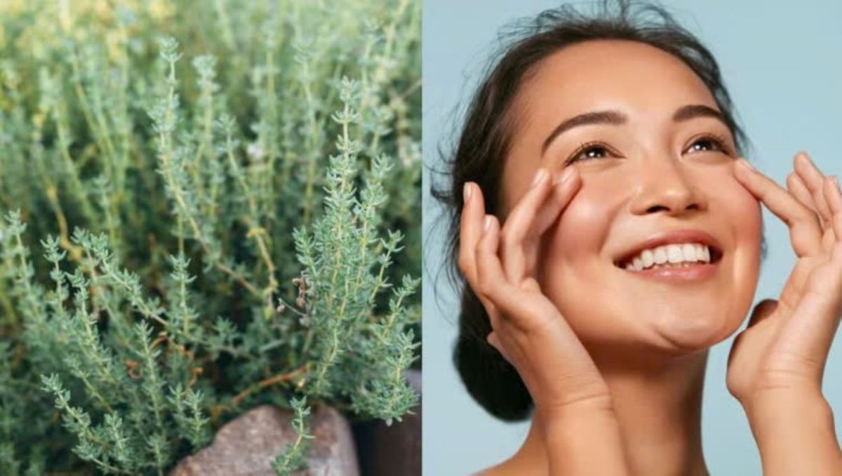 Uno de los usos más valorados del tomillo en la medicina natural es su capacidad para combatir bacterias y hongos. Uno de los usos más valorados del tomillo en la medicina natural es su capacidad para combatir bacterias y hongos.