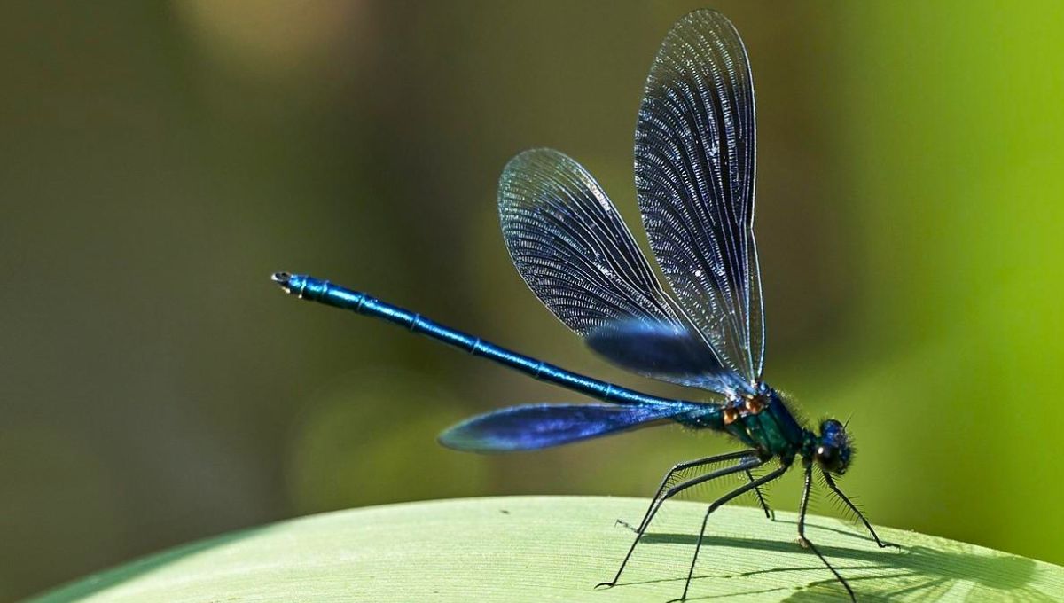 Que las libélulas elijan tu jardín para volar significa que ofrece comida, plantas y condiciones favorables para un desarrollo óptimo de la naturaleza. Fuente: Lifeder. Que las libélulas elijan tu jardín para volar significa que ofrece comida, plantas y condiciones favorables para un desarrollo óptimo de la naturaleza. Fuente: Lifeder.