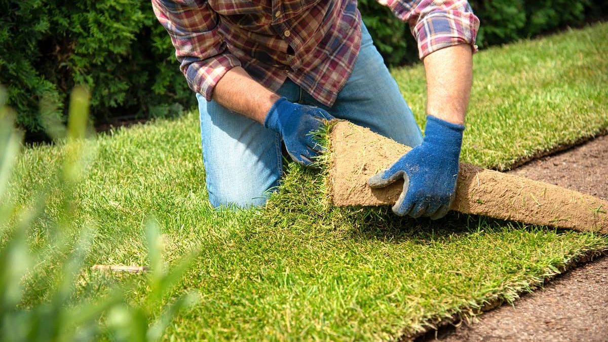 El truco para sembrar césped