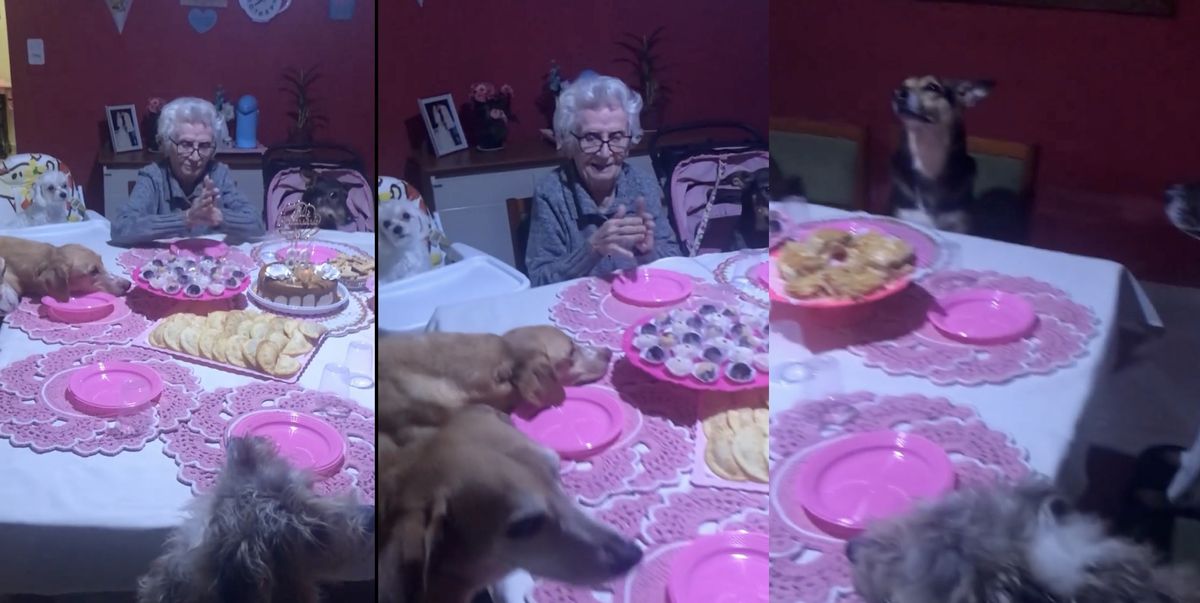 Abuela perrera. Video: una abuela festejó su cumpleaños rodeada de perros.