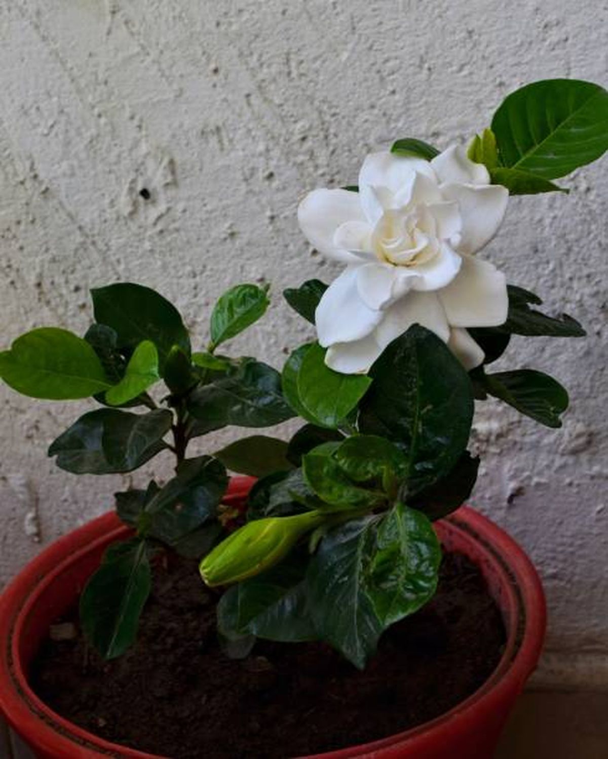 Jardinería: este arbusto perenne llega para destronar al limonero y al naranjo. Jardinería: este arbusto perenne llega para destronar al limonero y al naranjo.