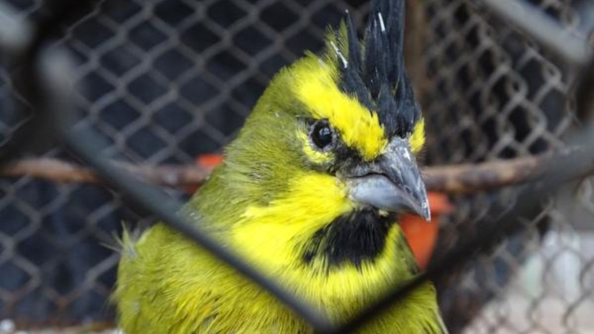 Foto: Aves Argentinas Foto: Aves Argentinas