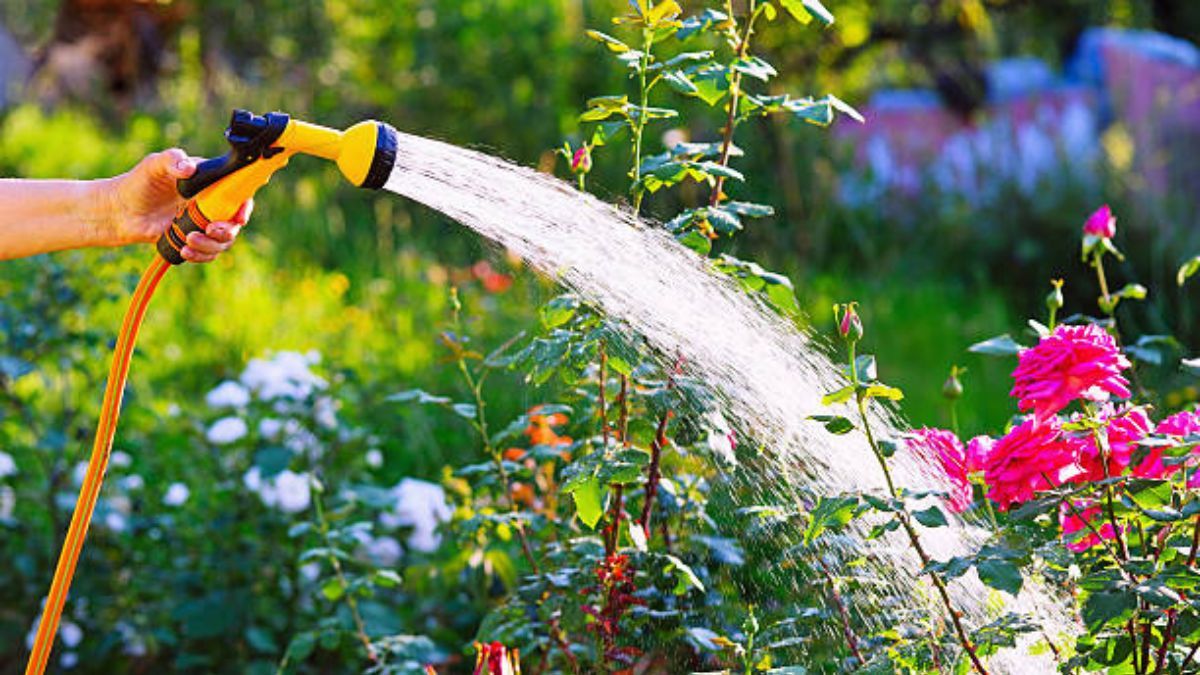 Cómo regar las plantas en verano para que sus hojas no se sequen: los métodos de jardinería más efectivos