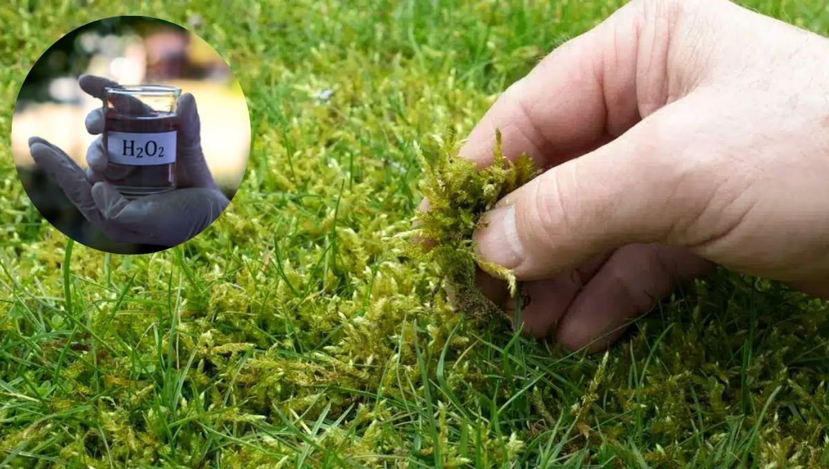 El agua oxigenada puede darte grandes beneficios para el césped&nbsp;