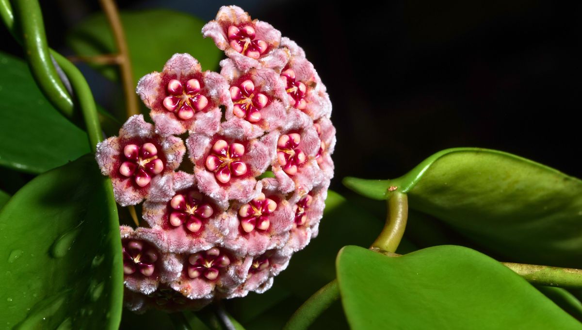 La planta más linda y resistente 