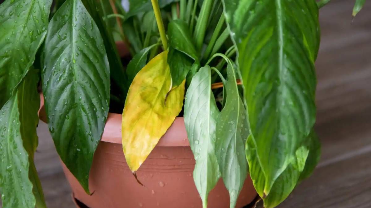 ¿Por qué se ponen amarillas las hojas de las plantas? Conoce los 5 motivos y cómo solucionarlo
