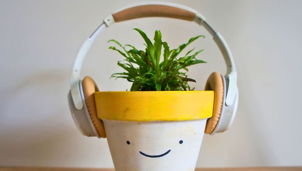 La música estimula y favorece el crecimiento sano de las plantas. Si bien no pueden oírla o experimentar sentimientos