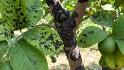 Las manchas negras siempre indican un problema en tu limonero. Las manchas negras siempre indican un problema en tu limonero.