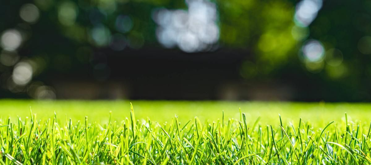 Con estos trucos, el césped estará espléndido en primavera. Con estos trucos, el césped estará espléndido en primavera.