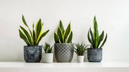 Esta es la forma correcta de cuidar una sansevieria en primavera.