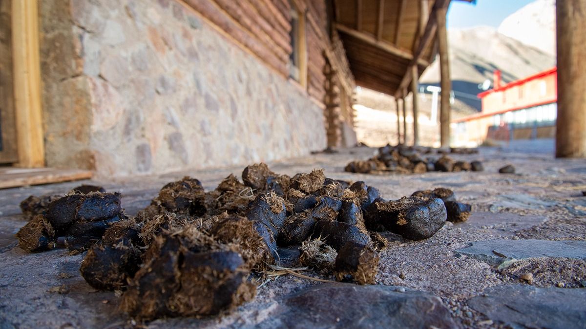Los veredines de Penitentes estarían necesitando una baldeada.