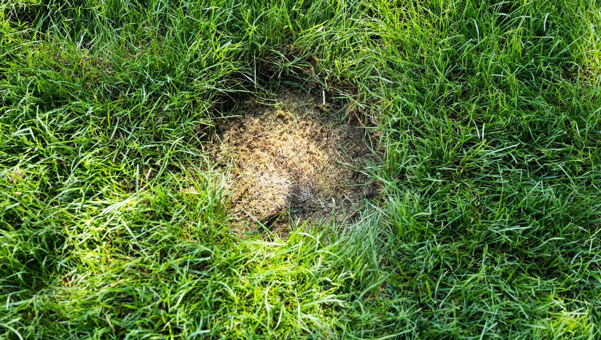 Este tipo de pelones en el pasto puede deshacerse con un ingrediente.&nbsp;