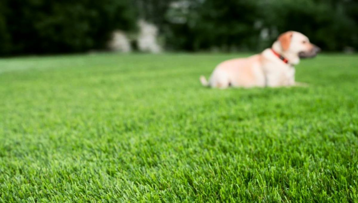 El césped de tu jardín puede mantenerse gracias a una efectiva mezcla