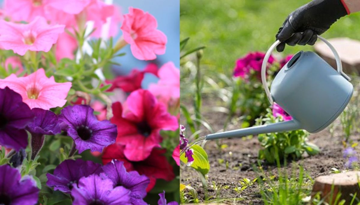 No riegues en exceso las petunias del jardín. Imagen: Redacción Diario Uno No riegues en exceso las petunias del jardín. Imagen: Redacción Diario Uno