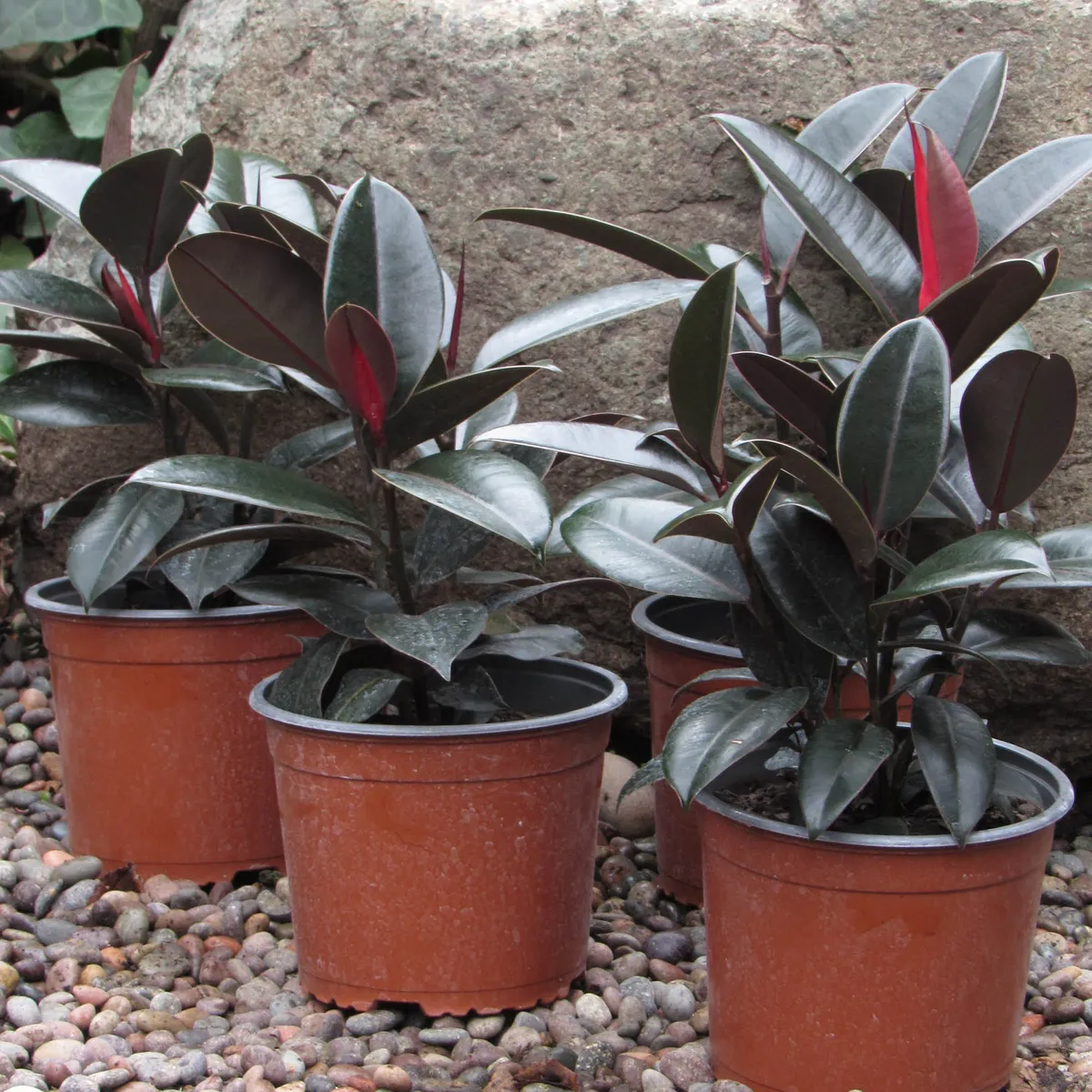 El gomero se convierte en el protagonista visual de cualquier ambiente gracias a su porte y brillo.