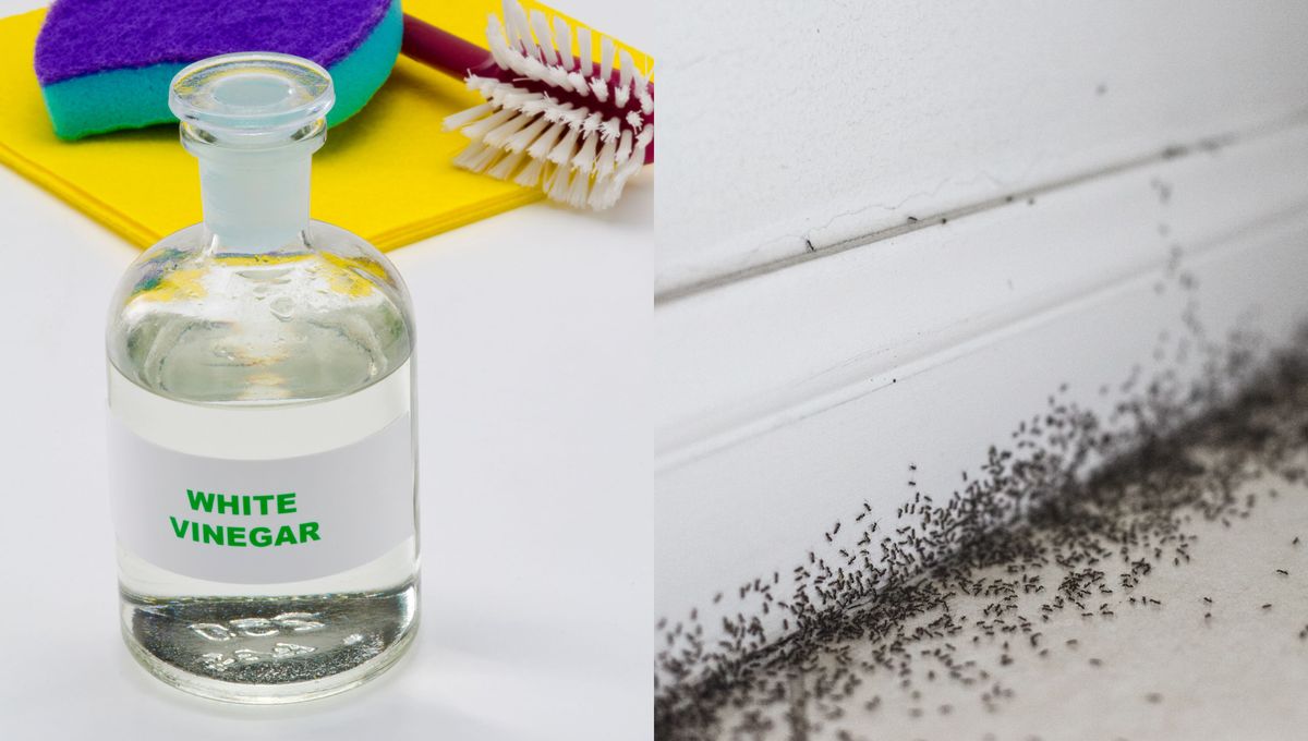 Las propiedades ácidas del vinagre sirven para espantar o ahuyentar algunas plagas comunes de la casa y casi nadie conoce este uso del vinagre. Las propiedades ácidas del vinagre sirven para espantar o ahuyentar algunas plagas comunes de la casa y casi nadie conoce este uso del vinagre.