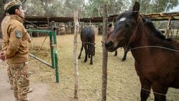 La Policía Rural trasladó a los 11 caballos al corral municipal para su resguardo.