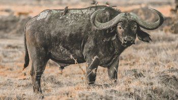 Compañero: un búfalo salvó a un lagarto de un león