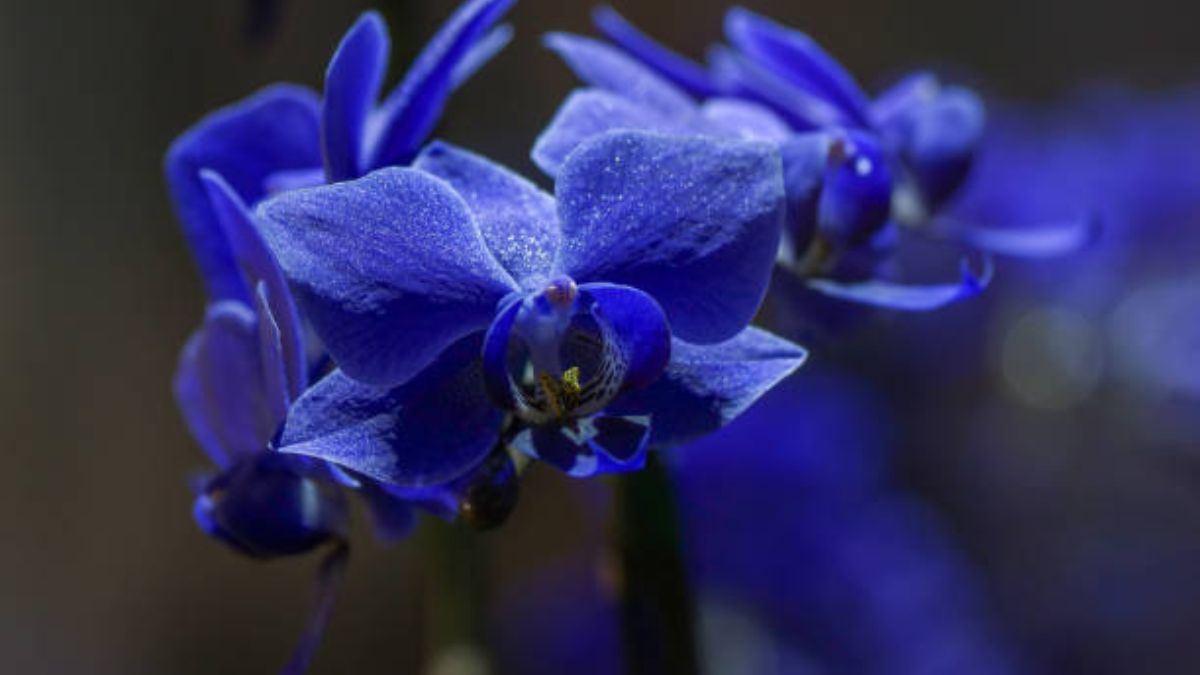 Orquídeas: el color de sus flores dirá mucho sobre tus intensiones.
