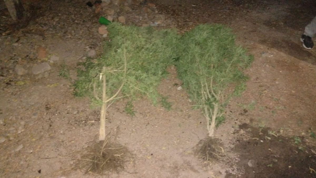 También encontraron plantas de marihuana de más de dos metros de alto.
