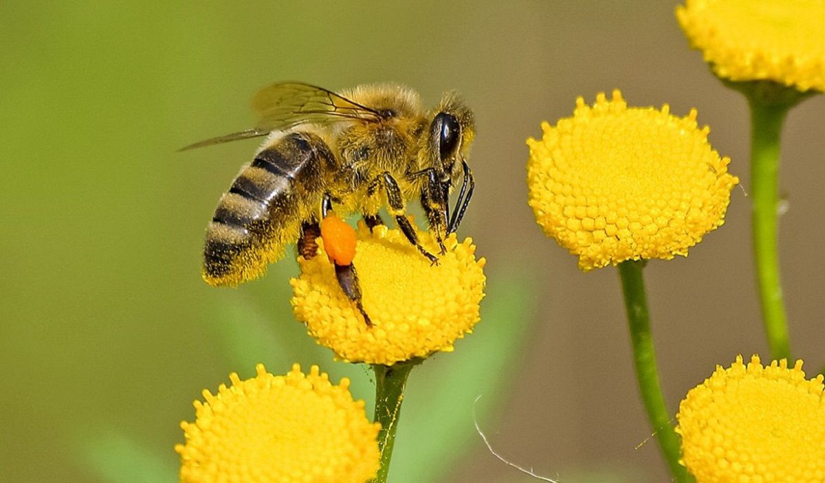 El 20 de mayo es el&nbsp; Día Mundial de las Abejas.
