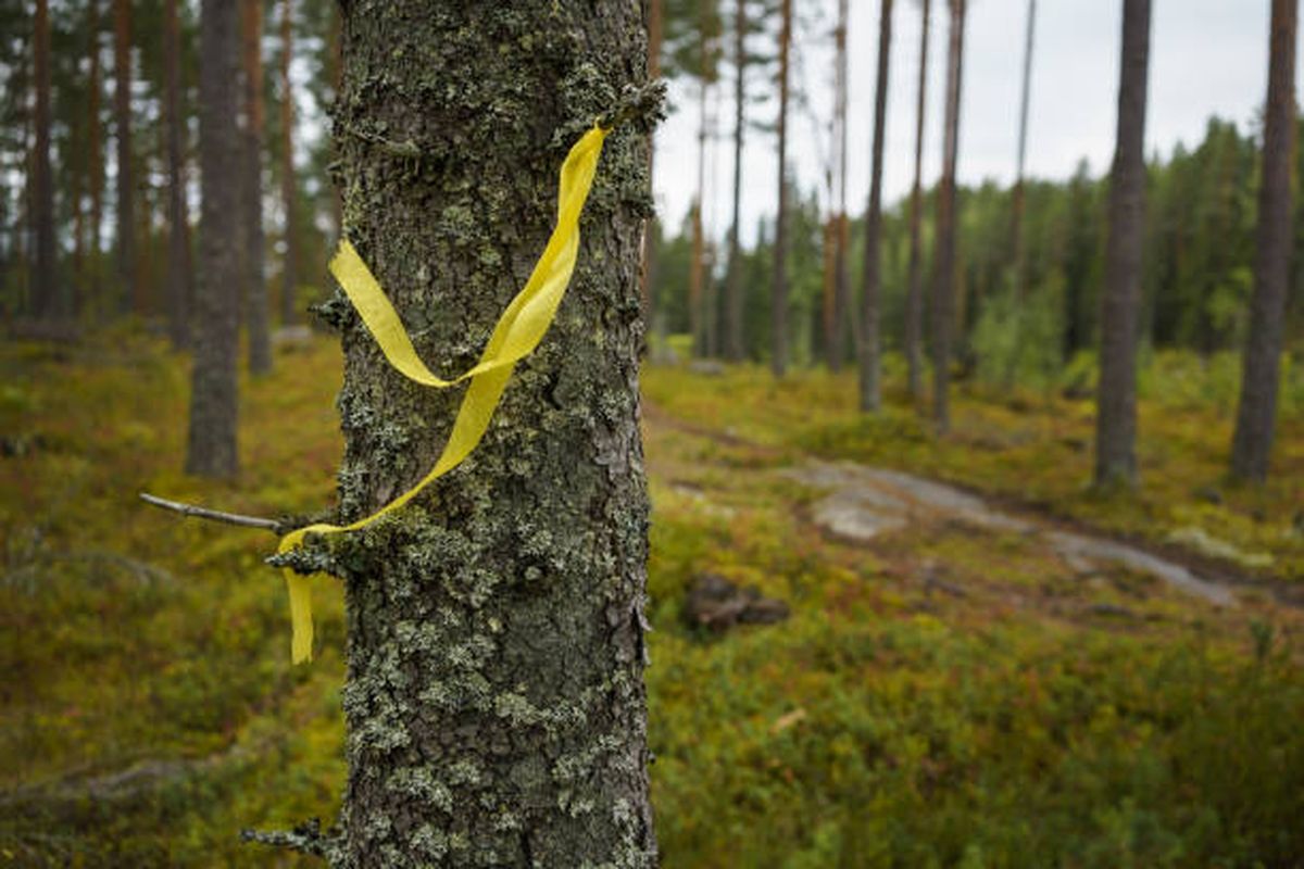 Esta práctica no es exclusiva de la sansevieria, ya que el Feng Shui la recomienda también a otras plantas y árboles. Esta práctica no es exclusiva de la sansevieria, ya que el Feng Shui la recomienda también a otras plantas y árboles.