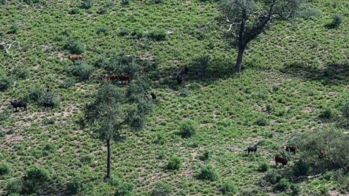Santiago del Estero, una de las provincias afectadas. (Foto: Martin Katz, Greenpeace)