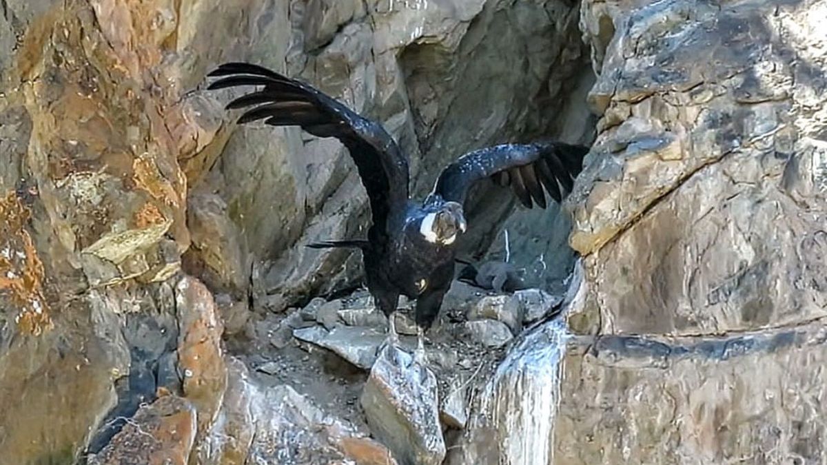 El cóndor andino nació en el parque provincial Tupungato, donde permanece en su nido al cuidado de sus padres. El cóndor andino nació en el parque provincial Tupungato, donde permanece en su nido al cuidado de sus padres.