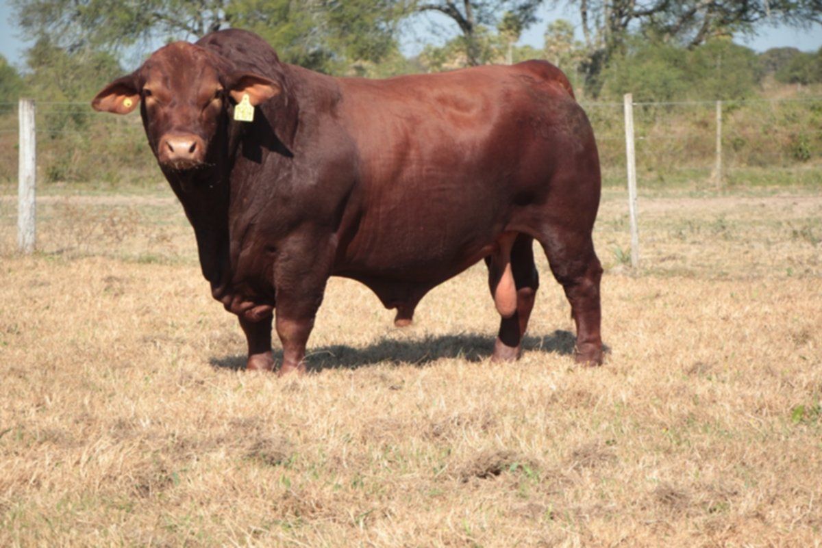 Ataron un toro de 700 kilos a un árbol y lo faenaron Ataron un toro de 700 kilos a un árbol y lo faenaron