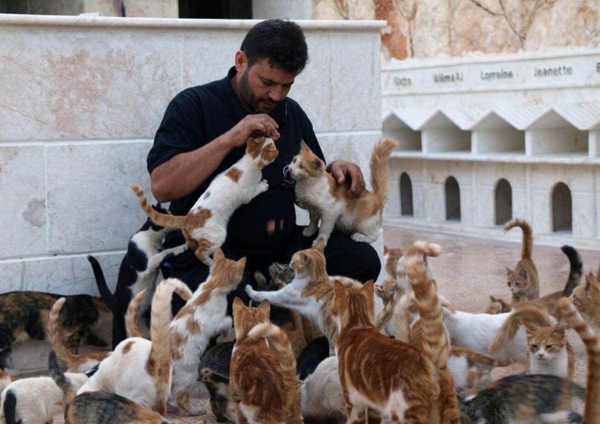 Según la psicología: ¿qué significa que una persona tenga muchos gatos?