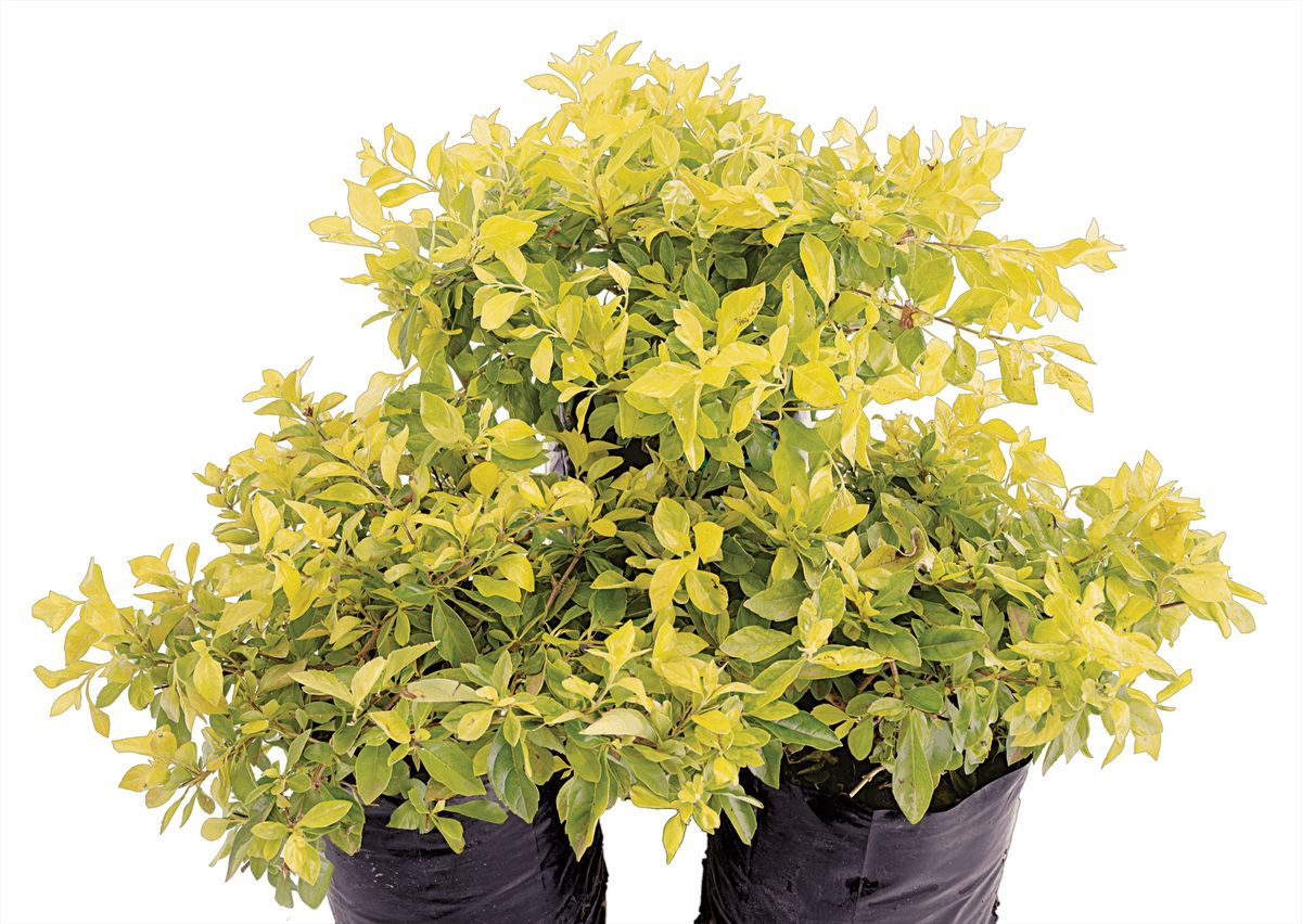 La duranta tiene muchas variedades, como la gold o dorada. La duranta tiene muchas variedades, como la gold o dorada.