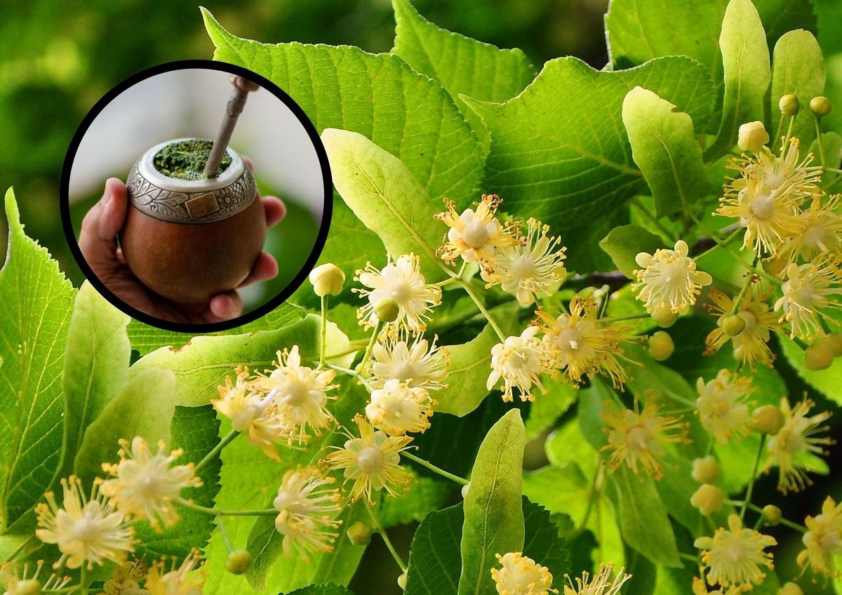 El yuyo ideal para un mate más rico y saludable