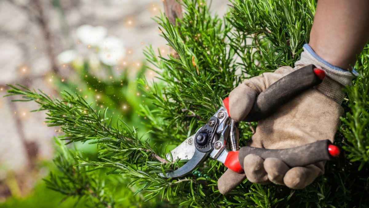 Colocar una ramita de romero en el lavarropas: por qué recomiendan hacerlo y para qué sirve Colocar una ramita de romero en el lavarropas: por qué recomiendan hacerlo y para qué sirve