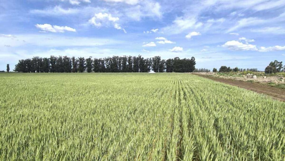 El cultivo más exportado en Argentina El cultivo más exportado en Argentina