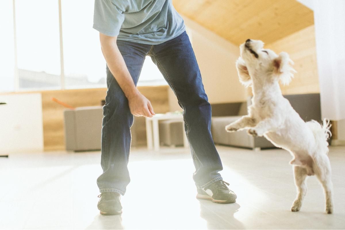 Si tu perro tiene este comportamiento, puede reflejar una total falta de autocontrol. Si tu perro tiene este comportamiento, puede reflejar una total falta de autocontrol. 