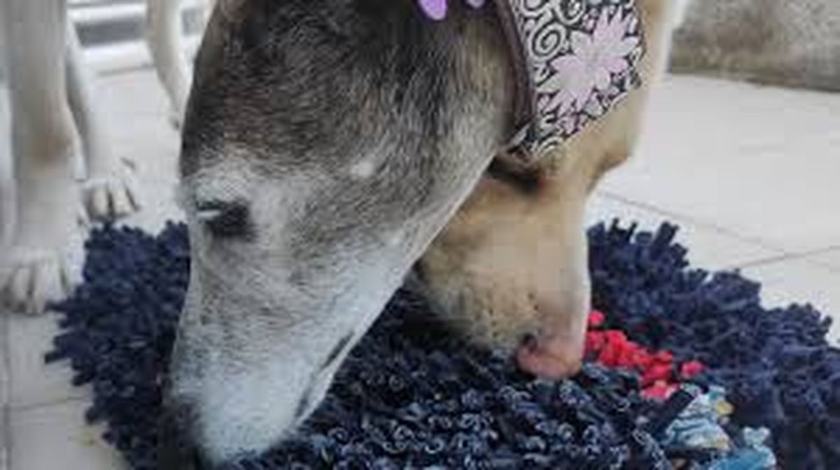 Este juego estimula a tu perro en muchos aspectos. Este juego estimula a tu perro en muchos aspectos. 