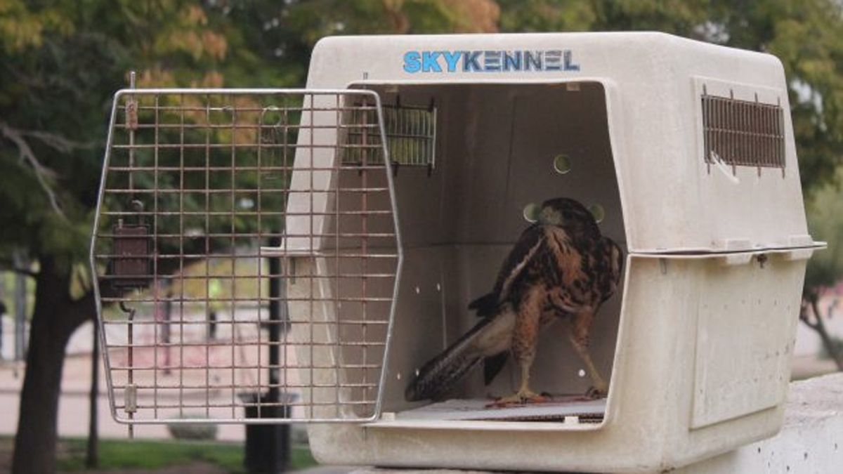 Una de las aves liberadas. Una de las aves liberadas.