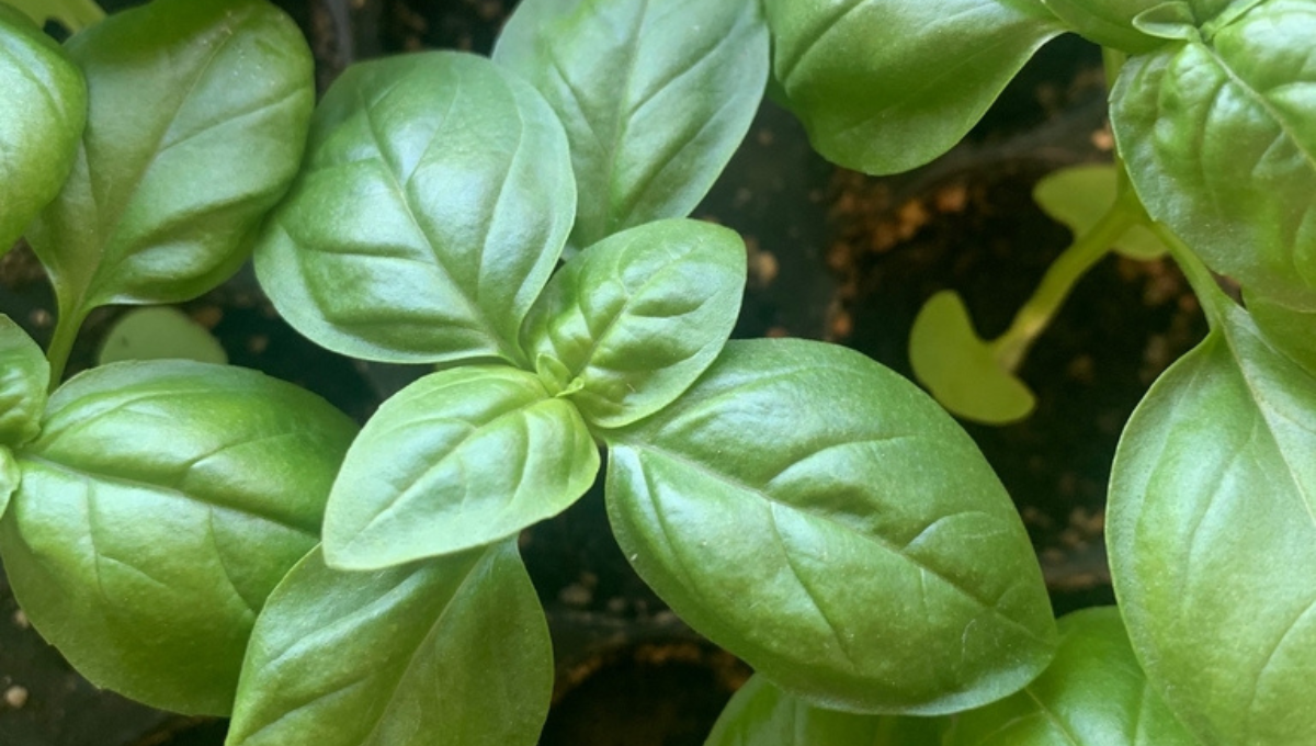 Feng Shui: qué significa que crezca albahaca en el jardín de mi casa