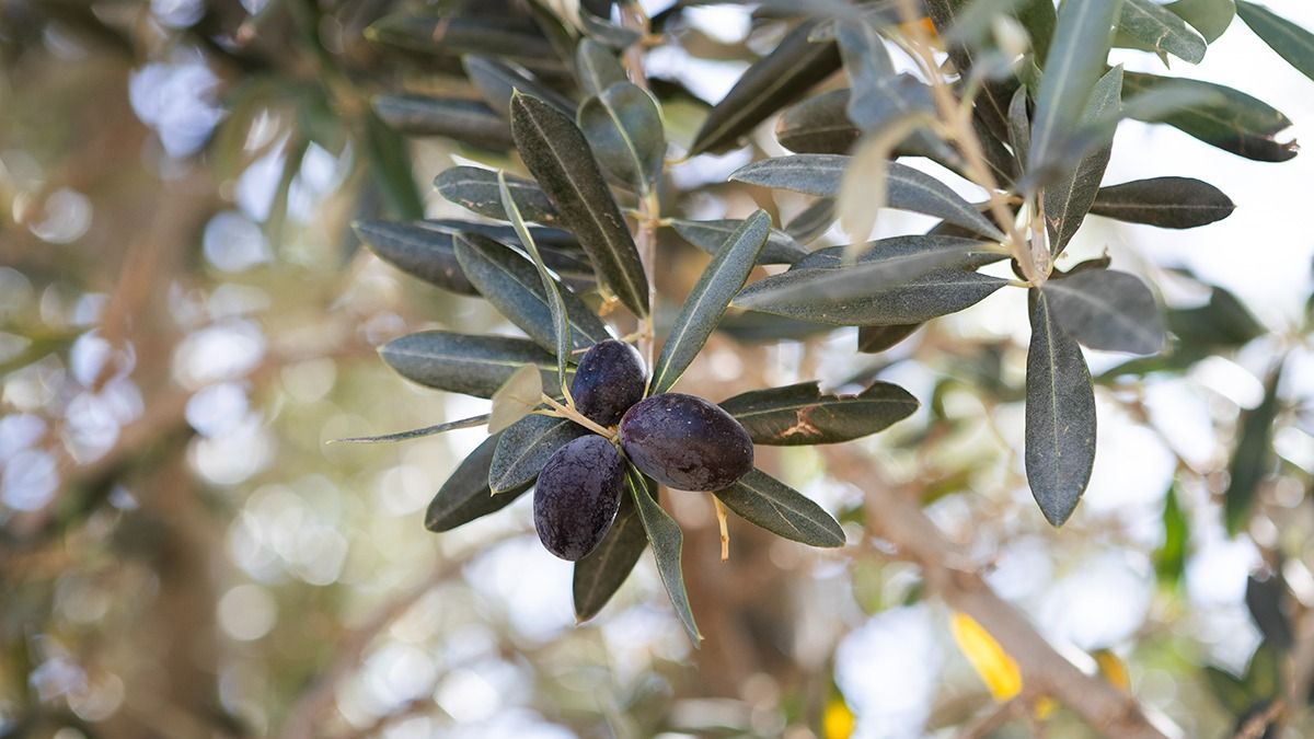 Desde la antigüedad, el olivo es símbolo de nobleza y resiliencia. Desde la antigüedad, el olivo es símbolo de nobleza y resiliencia.