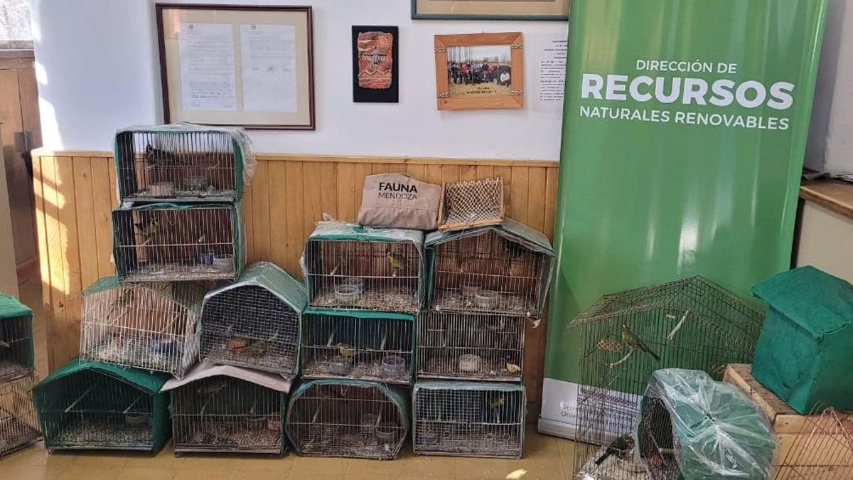 En el allanamiento se encontraron 27 jaulas, un trampero y 20 cardenales, aves de la fauna silvestre que son protegidas en Mendoza. En el allanamiento se encontraron 27 jaulas, un trampero y 20 cardenales, aves de la fauna silvestre que son protegidas en Mendoza.