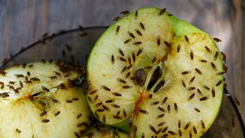 Mosca de la fruta: la planta que debes tener en casa para eliminarla y que no vuelva Mosca de la fruta: la planta que debes tener en casa para eliminarla y que no vuelva