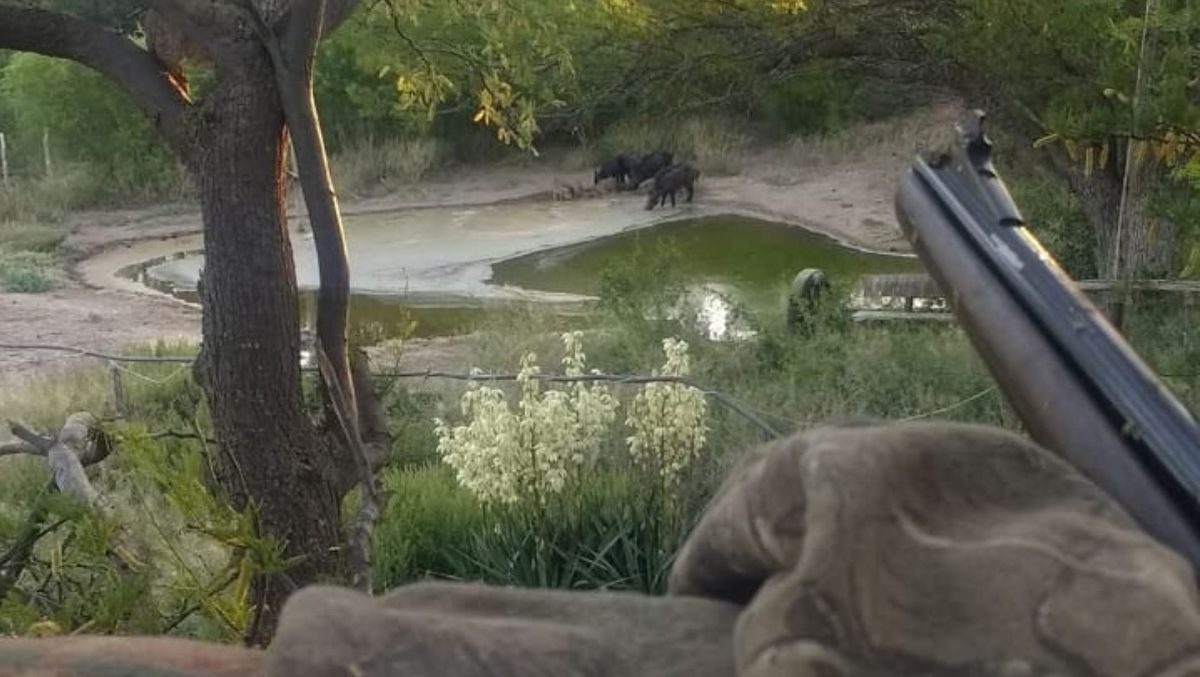 En Mendoza, los jabalíes suelen encontrarse con humanos y otras especies cuando coinciden en los abrevaderos o sitios con agua. El clima árido tiene mucho que ver con eso. En Mendoza, los jabalíes suelen encontrarse con humanos y otras especies cuando coinciden en los abrevaderos o sitios con agua. El clima árido tiene mucho que ver con eso.