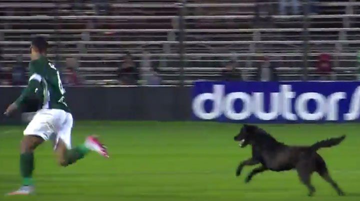 Un perro no aguantó que a su equipo le hicieran un gol y persiguió al goleador