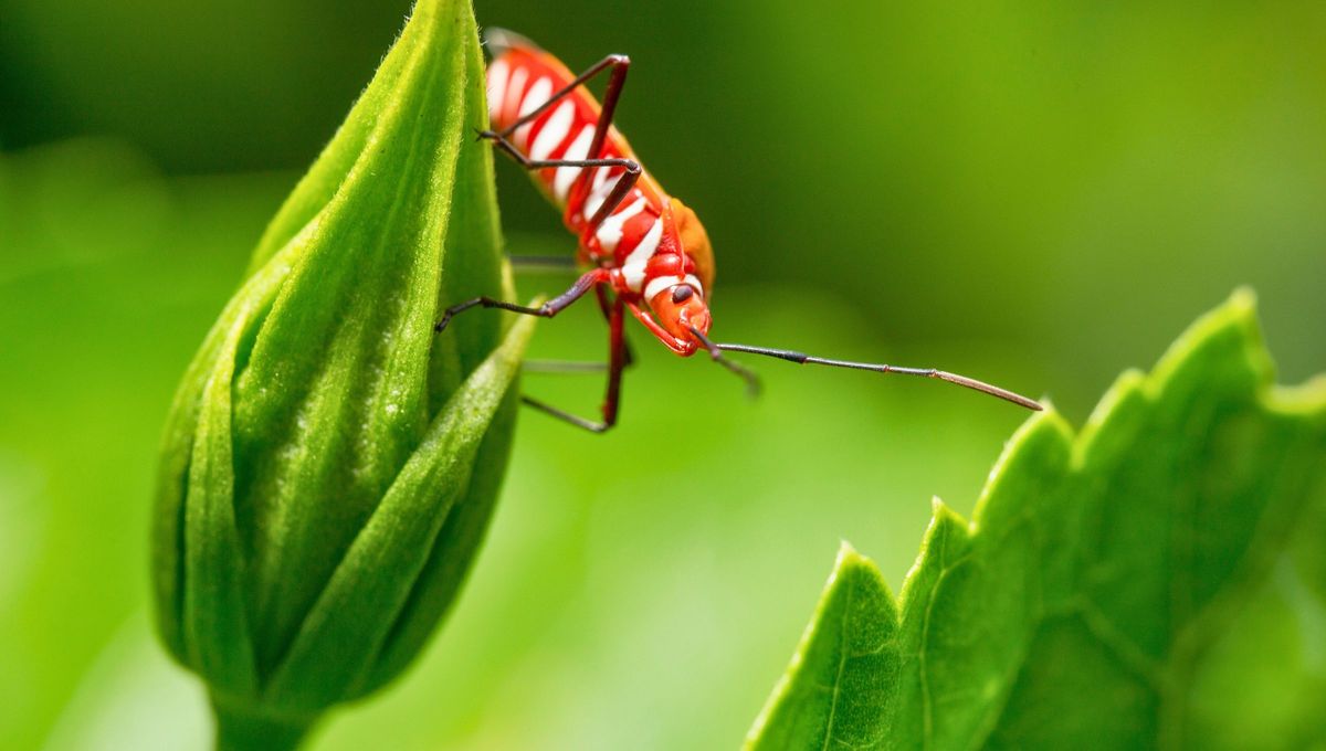 El insecto que aparece para la primavera en tu jardín y debes alejar de tus plantas cuanto antes