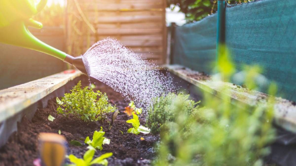 5 tips para cuidar tus plantas durante una ola de calor