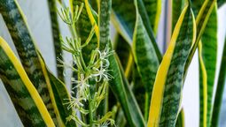 Pocos lo saben: qué significa que una sansevieria o lengua de suegra florezca