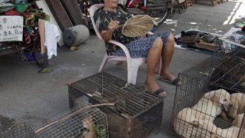 Corea del Sur pone perros en adopción para no comerlos